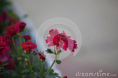 Red Daisy, a variety of Chrysanthemum Exhibition Stock Photo